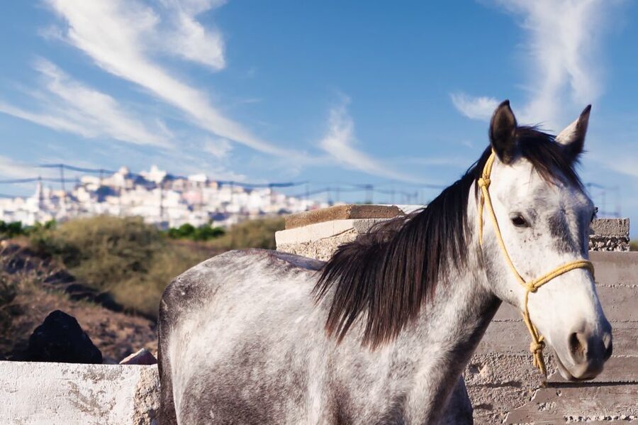 Akrotiri: Guided Horseback Riding Day Trip to a Beach - Key Highlights You’ll Feel Immediately