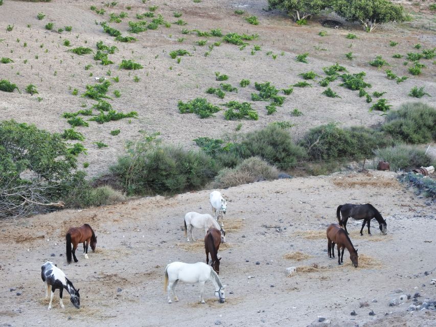 Akrotiri: Guided Horseback Riding Day Trip to a Beach - Reaching the Beach: Volcanic Shore Time Near Akrotiri