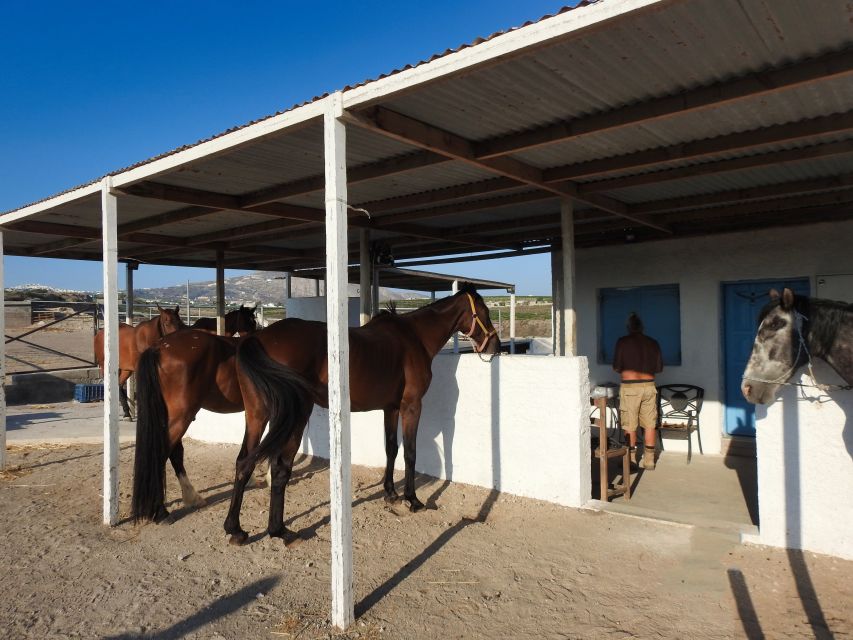 Akrotiri: Guided Horseback Riding Day Trip to a Beach - Safety and Horse Care: The Stuff You Should Actually Check