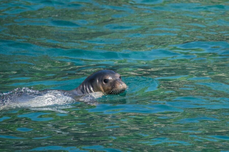 Argostoli: Full-Day Boat Trip with Lunch & Wine - Argostoli Bay on the return: where dolphins and sea turtles become a real possibility