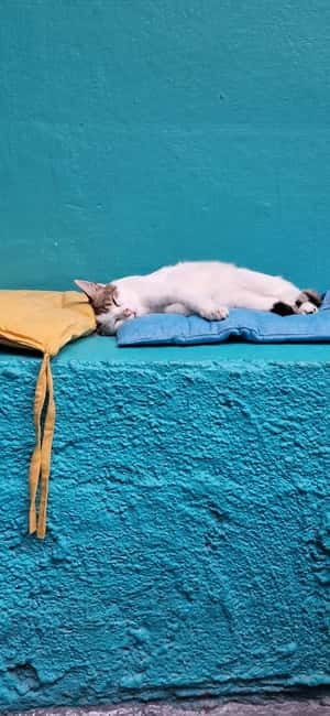 Athens: Cat Cafe Visit with Drink and Sweet - Finding the Quiet Corner in Athens: What the Cat Café Feels Like