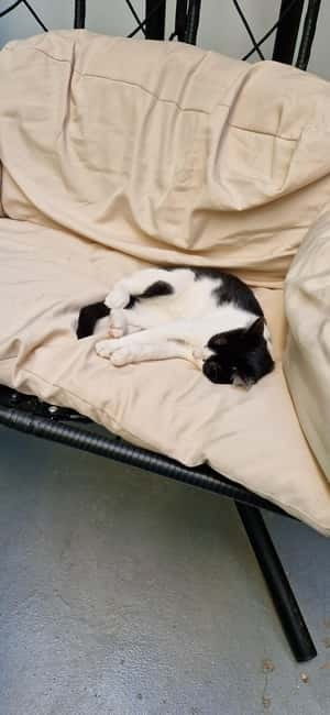 Athens: Cat Cafe Visit with Drink and Sweet - Drink and Sweet Details: What You Actually Get for $17