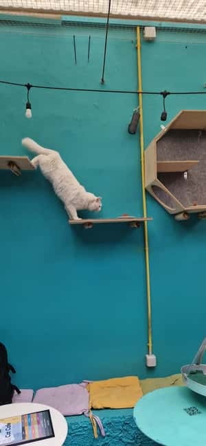 Athens: Cat Cafe Visit with Drink and Sweet - The Mission Behind the Meows: Adoption, Education, and Community Events