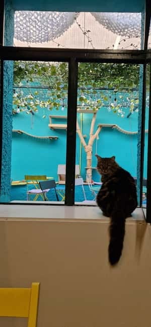 Athens: Cat Cafe Visit with Drink and Sweet - Staff and Atmosphere: The Human Touch That Makes It Feel Calm