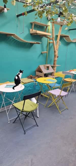 Athens: Cat Cafe Visit with Drink and Sweet - What to Eat and How to Choose Without Overthinking