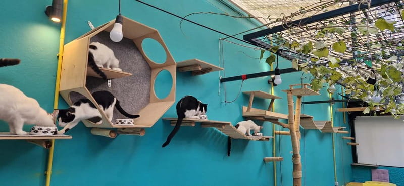 Athens: Cat Cafe Visit with Drink and Sweet - Accessibility and Practical Comforts That Actually Help