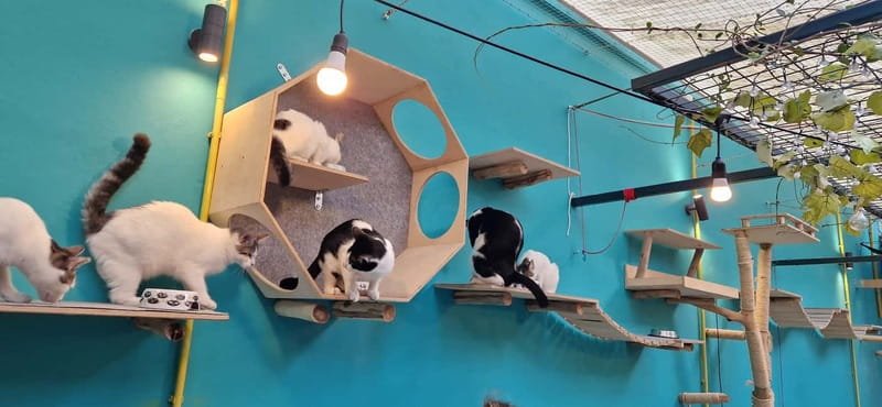 Athens: Cat Cafe Visit with Drink and Sweet - Who This Cat Café Visit Is Best For