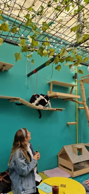 Athens: Cat Cafe Visit with Drink and Sweet - Your 90-Minute Rhythm: How the Visit Paces Out