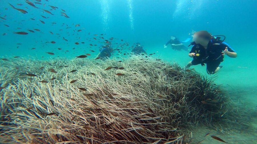 Athens East Coast: Discover Scuba Diving in Nea Makri - Who should go, and who should skip this program