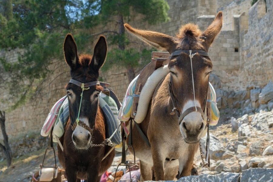 Best of Rhodes Tour including Lindos and Medieval City - Wine Tasting in an Ottoman Setting and What to Do With Your Free Half Hour