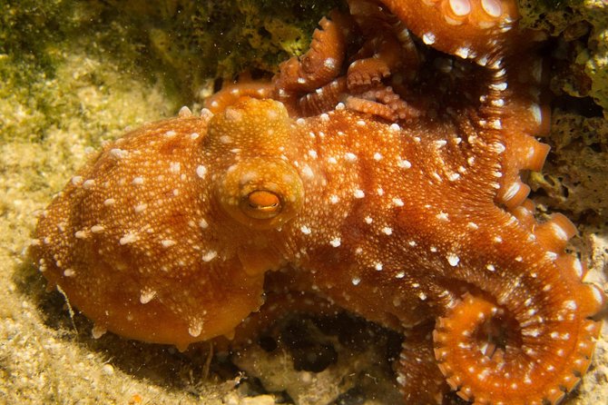 Boat Trip in Crete with Guided Snorkeling and Free Pick up! - Stop along the Akrotiri coast: swimming and guided cave time