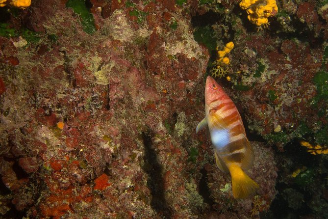 Boat Trip in Crete with Guided Snorkeling and Free Pick up! - Marathi snorkeling: calm water that works for all skill levels