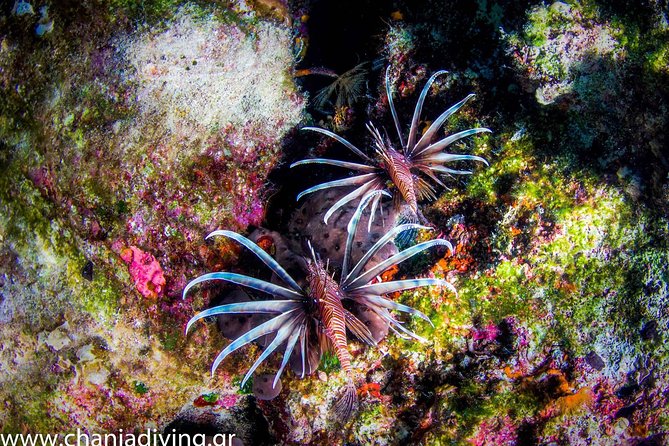 Boat Trip in Crete with Guided Snorkeling and Free Pick up! - What’s included, and what you still need to bring