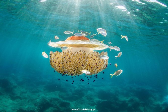 Boat Trip in Crete with Guided Snorkeling and Free Pick up! - Safety and the beginner-friendly feel