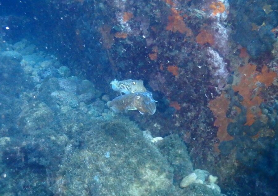 Chalkidiki: Scuba Diving for Beginners in Kassandra - Pickup on the Kassandra Peninsula, and How the Day Starts