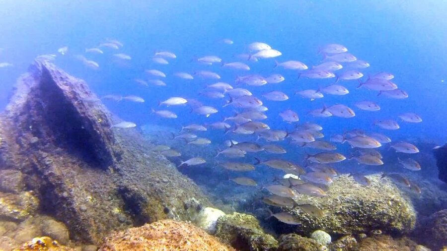 Chalkidiki: Scuba Diving for Beginners in Kassandra - Equipment Included, Sanitized Regularly, and Why That Comforts You