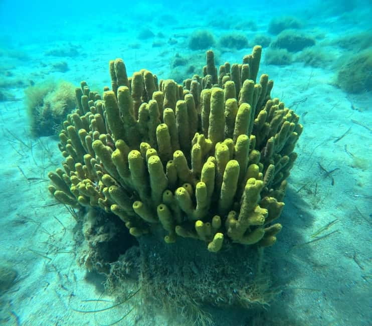 Chalkidiki: Snorkeling Adventure in Sithonia - Key things that make this Chalkidiki snorkeling trip worth your time