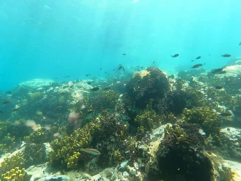 Chalkidiki: Snorkeling Adventure in Sithonia - The UNESCO-protected stop and what you can realistically spot