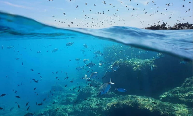 Chalkidiki: Snorkeling Adventure in Sithonia - The guide experience and the “small group” advantage