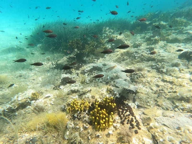 Chalkidiki: Snorkeling Adventure in Sithonia - What to know about the language and pace