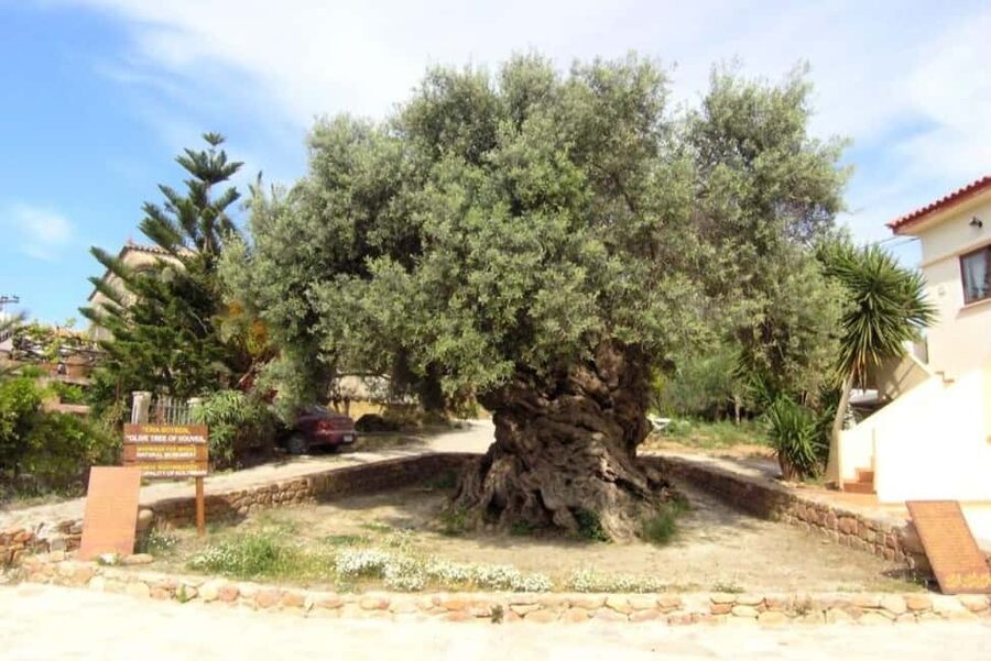 Chania Area: Food Tasting Tour with Winery Visit - Key points at a glance