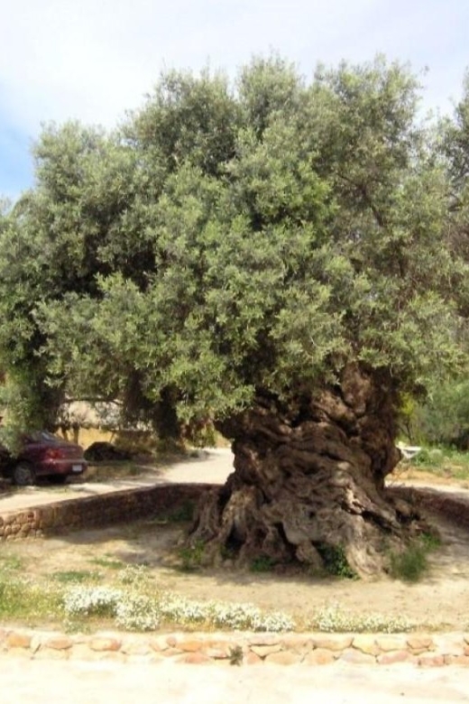 Chania Area: Food Tasting Tour with Winery Visit - Pnevmatikakis Winery in Kissamos, wine tasting with local pairings