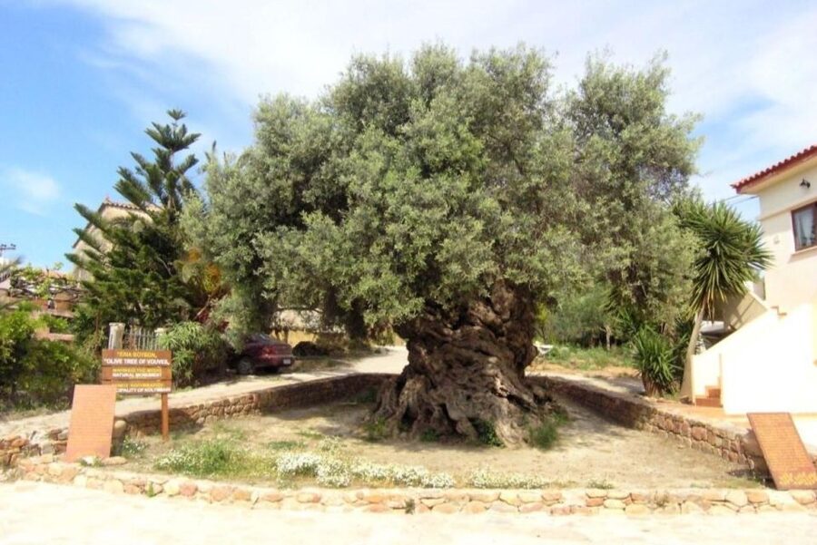 Chania Area: Food Tasting Tour with Winery Visit - Who should book this, and who might want to choose a different tour