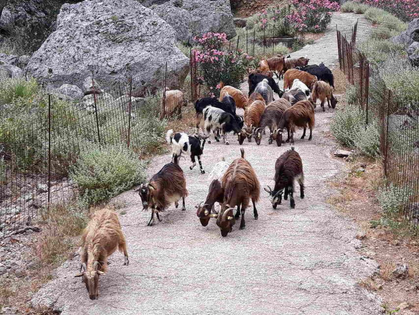 Chania: Balos and Falassarna Tour with Loungers and Lunch - Price and value: why $194 often makes sense here