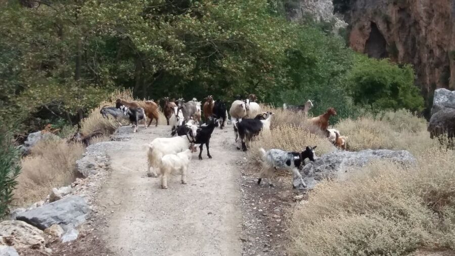 Chania: Milia Mountain Tour w/Lunch Olive Oil/Wine Tastings - Practical tips that make the day easier