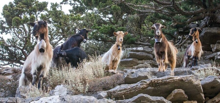 Chania: White Mountains Safari Tour with Lunch and Tastings - Who This Tour Is For (and Who Should Skip It)