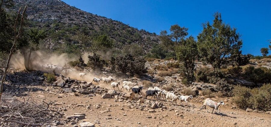 Chania: White Mountains Safari Tour with Lunch and Tastings - Pickup Zones, Timing, and What Makes the 8 Hours Feel Like a Full Day