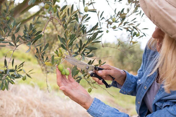 Cretan Wines & Olive oil tour - The treasures of Crete - Getting the most from the day: what to bring and how to pace tastings