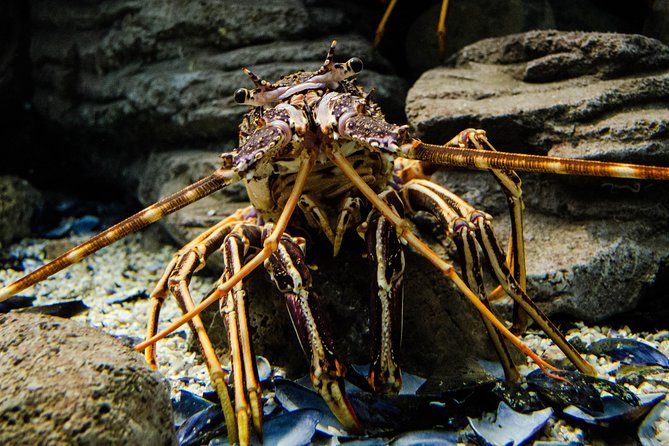 CRETAquarium Entrance Ticket in Crete - How long should you plan: 1 to 6 hours, and what you’ll likely do