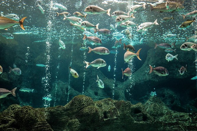 CRETAquarium Entrance Ticket in Crete - Accessibility and practical rules to know before you go