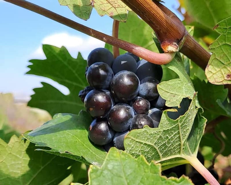 Crete: 2 Wineries Private Tour with Wine Tasting & Lunch - Key highlights you will feel on the day