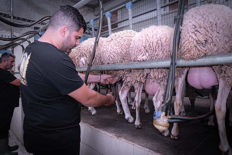 Crete: Farm Visit with Cheese Tasting and Milking Experience - Entering Arkadianos Farm, Where You Quickly Go From Visitor to Participant