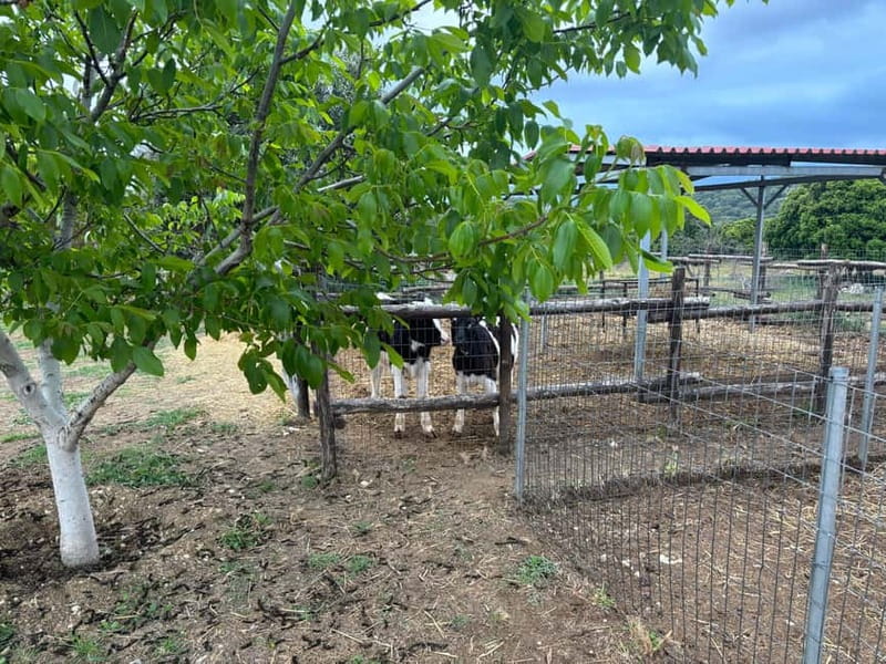 Crete: Farm Visit with Cheese Tasting and Milking Experience - The Tasting Table: Feta, Graviera, Tyromalama, Yoghurt, Milk Desserts, and Raki