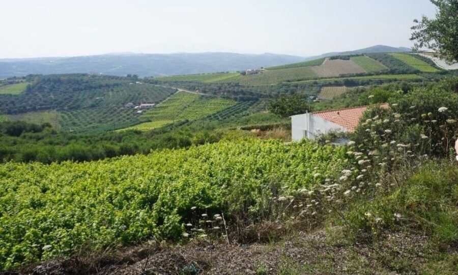 Crete: Full-Day Cretan Wines, Olive Oil, Raki and Food Tour - Price and Logistics for an 8-Hour Crete Food and Drink Tour