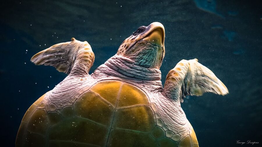 Crete: Heraklion Center, Local Market and Creta Aquarium - What You Actually Pay: The Value Math for $23 Plus Aquarium Entry