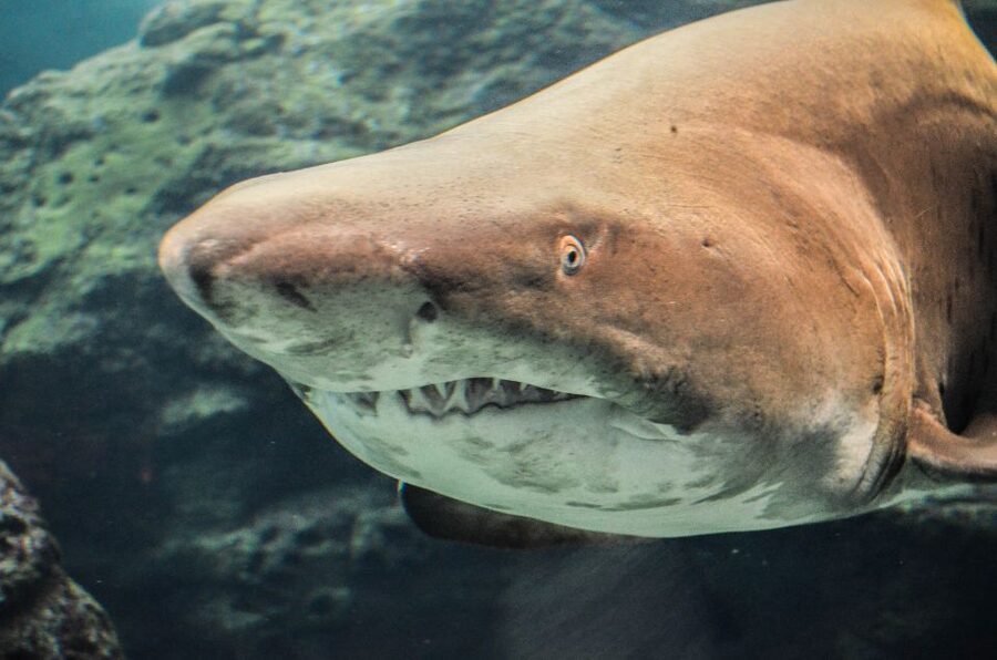 Crete: Heraklion Center, Local Market and Creta Aquarium - Why Heraklion and Cretaquarium Is a Smart Half-Day Combo