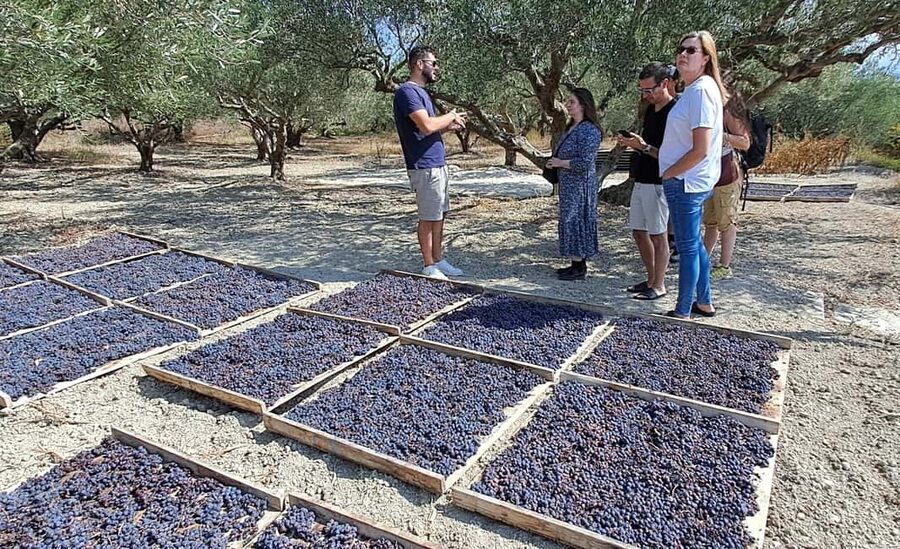 Crete: Knossos Palace, Winery & Olive Oil Tour with Lunch - Who this tour fits best, and who should skip it
