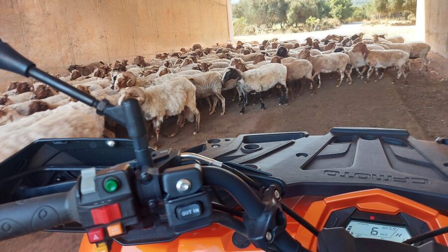 Crete: Off-Road Quad Safari with Lunch/Dinner - Quads, Gear, and Simple Rules That Keep the Day Smooth