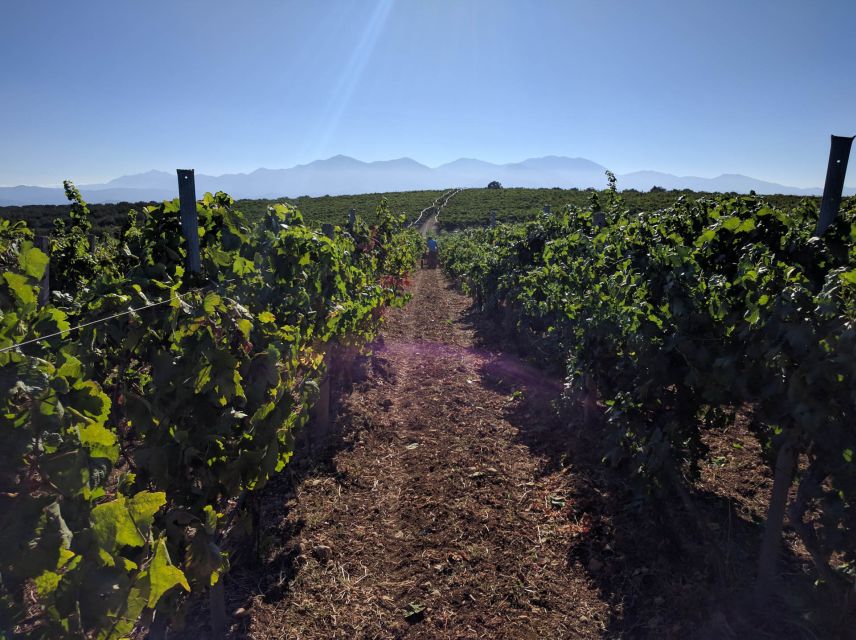 Crete: Olive, Wine, & Raki on a Flavorful Culinary Journey - Skalani Olive Grove Farm and Olive Mill: Where the Day Starts