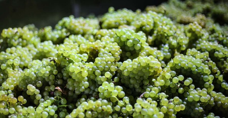Crete: Olive, Wine, & Raki on a Flavorful Culinary Journey - Olive Oil Tasting: How to Taste Like You Mean It