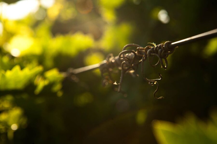 Crete: Olive, Wine, & Raki on a Flavorful Culinary Journey - What You Learn About Crete’s Terroir Without the Pretend