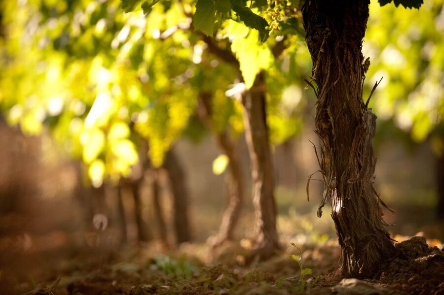 Crete: Olive, Wine, & Raki on a Flavorful Culinary Journey - Price and Timing: Is $126 Worth 6.5 Hours?