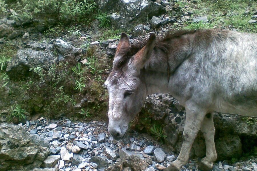 Crete: Samaria Gorge Hiking with transfer and expert Escort - The south-coast boat ride to Hora Sfakion