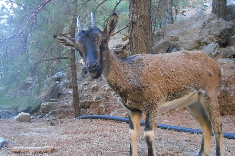 Crete: Samaria Gorge Hiking with transfer and expert Escort - Timing, weather, and crowd reality inside the gorge