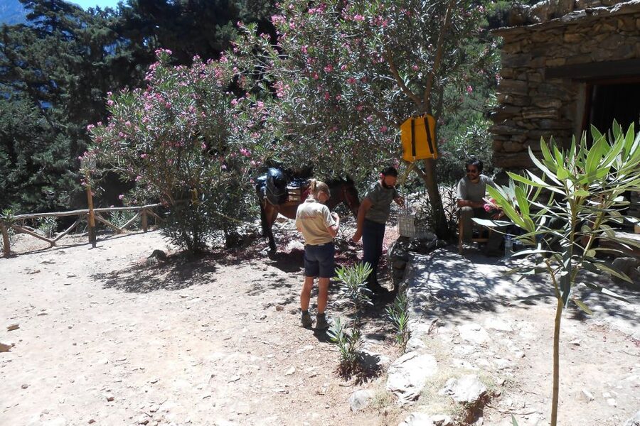 Crete: Samaria Gorge Hiking with transfer and expert Escort - From pickup to the Omalos Plateau, how the day starts
