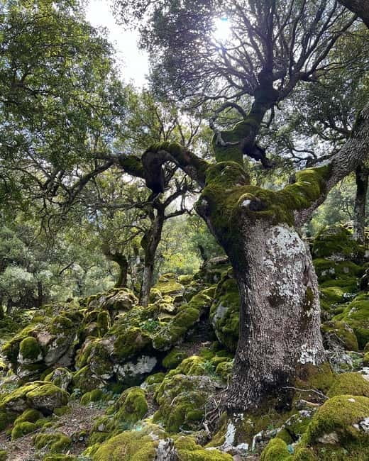 Crete: Sarakina Gorge, Forests, and South Coast Safari - Price and Value for $115: What You Get for the Money